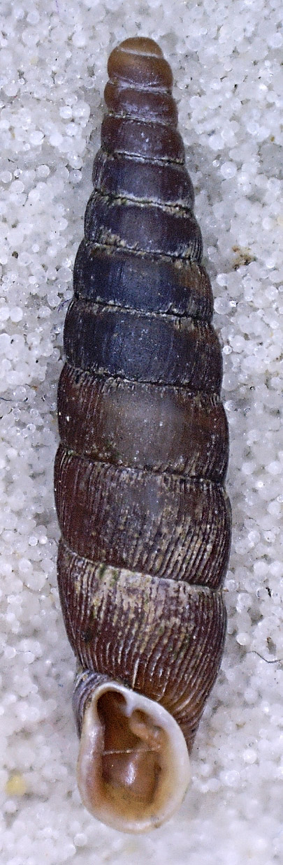 Clausilia da Tende (Mercantour)